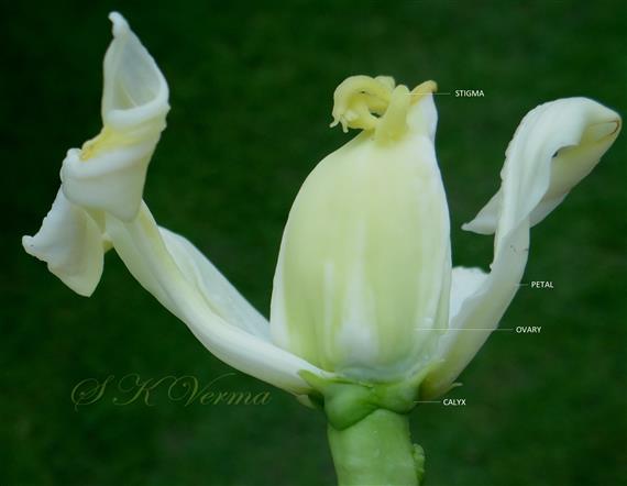  Female Flower